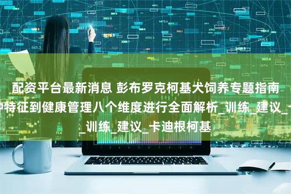 配资平台最新消息 彭布罗克柯基犬饲养专题指南，将从品种特征到健康管理八个维度进行全面解析_训练_建议_卡迪根柯基